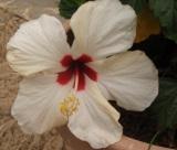 Blume